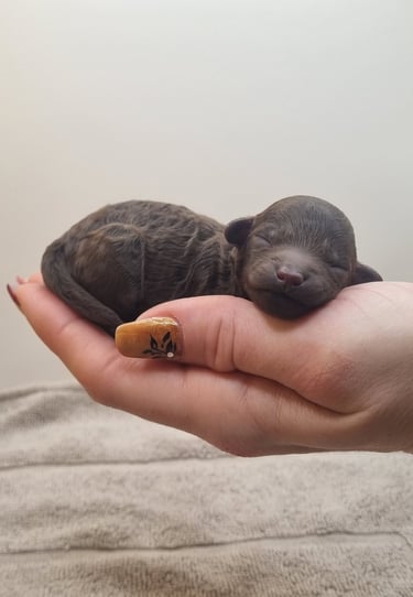 chiot Caniche toy femelle chococlat disponible des rives de riss