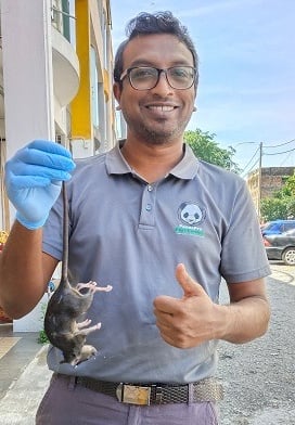 Pest Control Technician Holding a dead rat