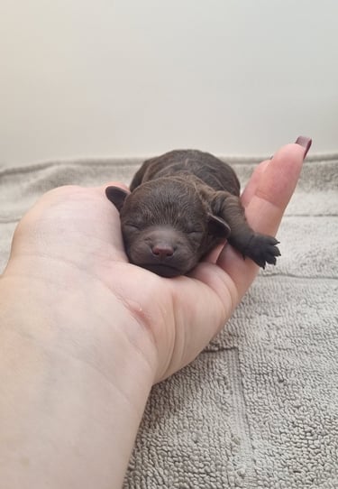 Chiot caniche toy mâle des rives de riss disponible