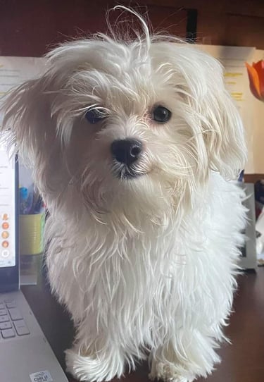 White Maltese Puppy on Desk in office in Dallas Texas