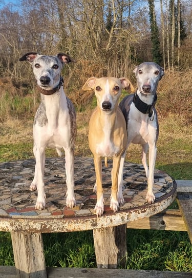 trois lévriers whippet sur une table