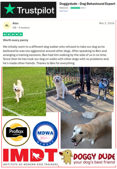 Doggy Dude client review for expert rescue dog training in Bury and Manchester.