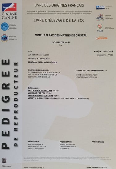 Pedigree de Vintus, étalon élevage des Diamants noirs d'Also