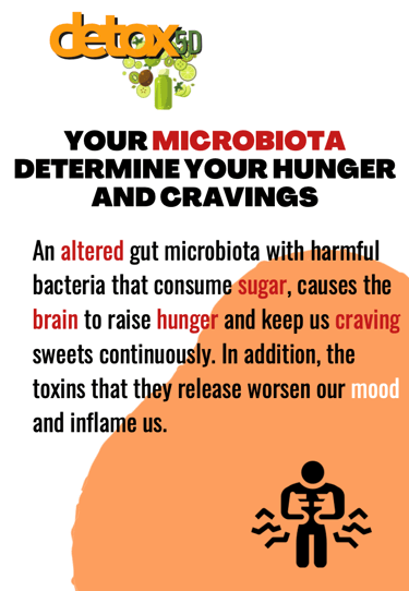 Your microbiota determine your hunger and cravings