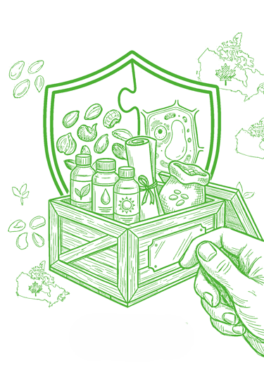 Green line art of natural skincare ingredients in a crate with Canadian maps and shield icon.
