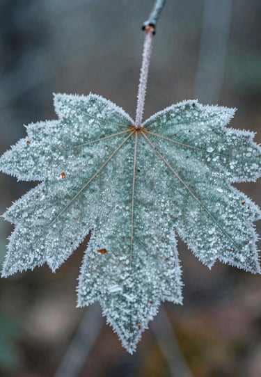 Macro shot of a frosty mountain leaf in a North American / US autumn forest, clean and modern composition, mint and teal gray tones, serene nature detail.