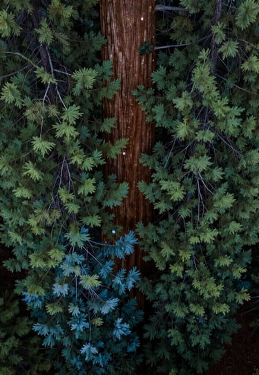 Close-up drone photography of the unique foliage pattern of a giant sequoia in Eugene, Oregon. Deep green tones mixed with slate blue shadows. Professional and sharp focus.