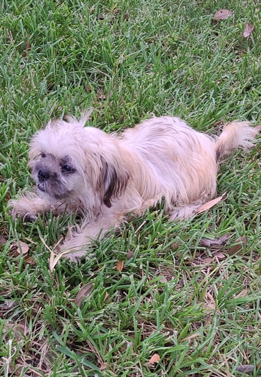 Brown Mal-Shi Puppy in green grass looking happy.