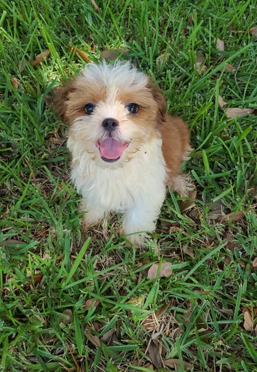 Rusty the happy Teacup Mal-Shi in the yard in Austin, Texas 