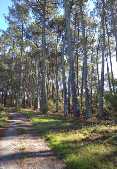photo d'une forêt Landaise