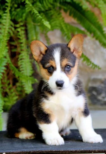 Puppies for Sale 