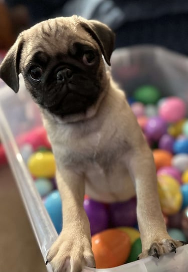 Puppies for Sale 