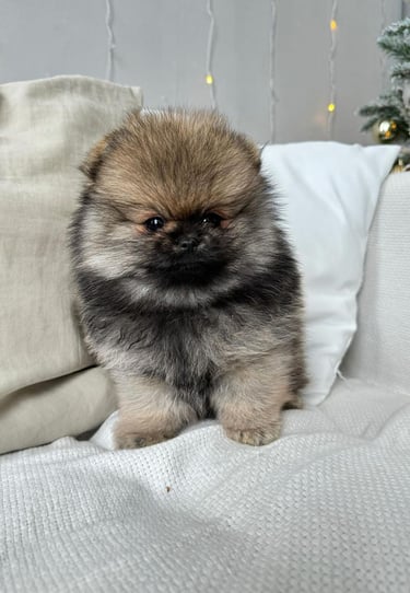 Puppies for Sale 
