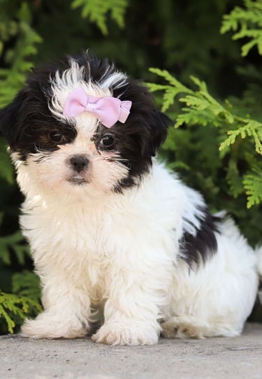 Puppies for Sale 
