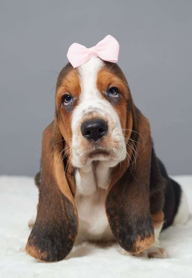 Puppies for Sale 