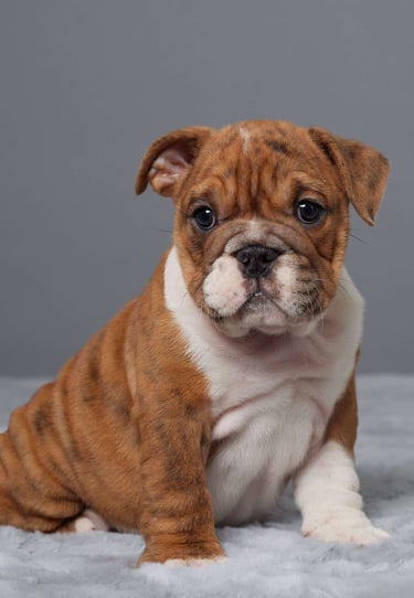 Puppies for Sale 