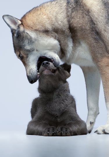 Photographie canine studio finistère brest
