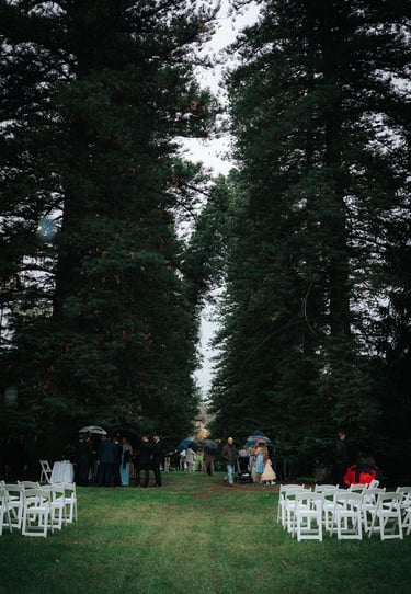 Wedding ceremony beneath towering pines at Araucaria Avenue Adelaide
