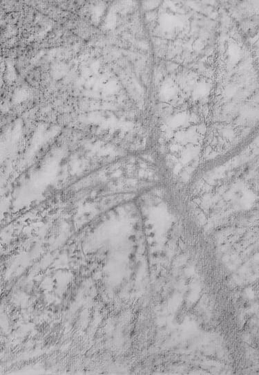 A graphite monoprint of a ginkgo tree