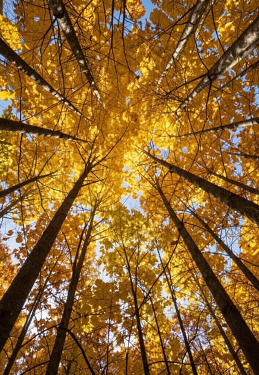 A low angle shot looking straight up into the forest canopy during fall, golden sunlight through yellow leaves and dark branches, North American wilderness.