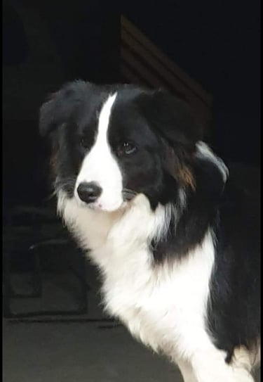 black and white border collie dam