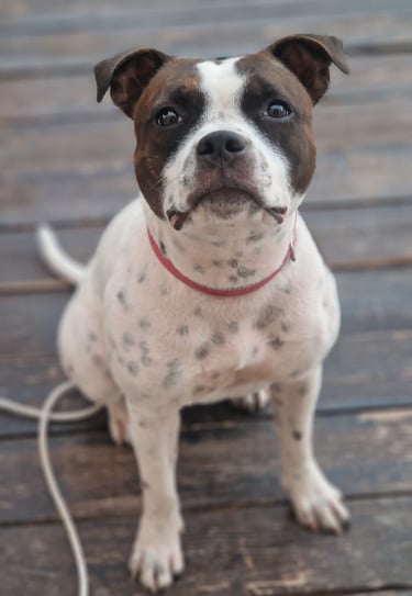 Staffy femmina bianco e tigrato grecalestaffs