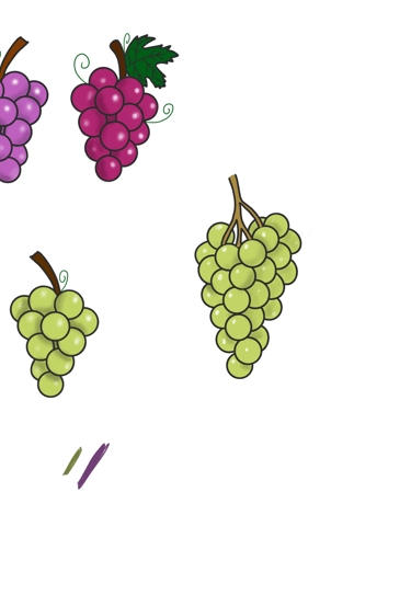 Dessin original de grains de raisins provenant de l'univers de Calnima autrice française indépendant