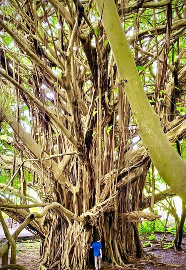 Energy healing plant based reiki