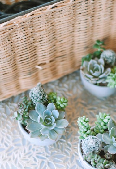 Dekorativer Korb mit grünen Sukkulenten daneben.