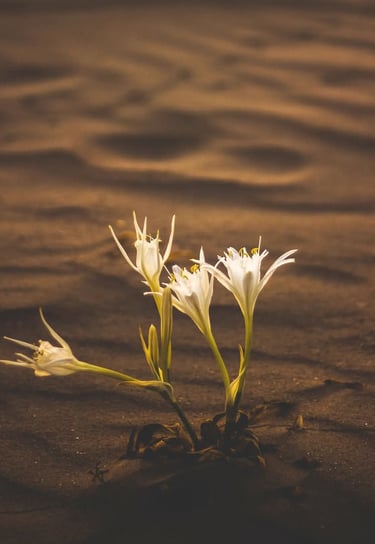 Ligne antitaches au lys des sables Phytoceane