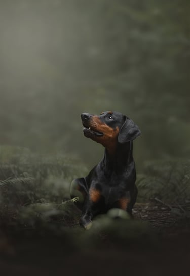 a doberman looking up at the light in a forest photoshoot for pets