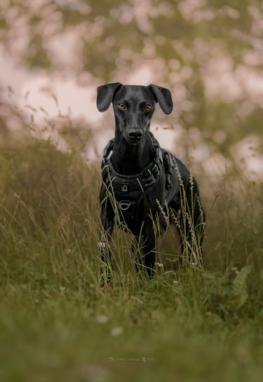 a black whippet standing in tall grass for a pet photographer in yorkshire