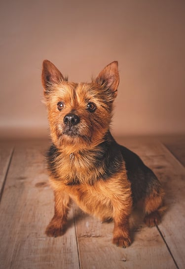 Sesión de retrato de mascota en estudio con un estilo muy natural realizado en Almendralejo por Amélie Art.