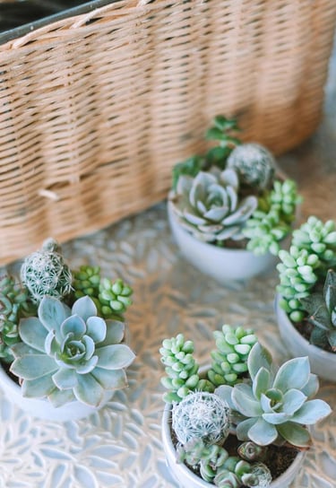 Dekorativer Korb mit grünen Sukkulenten daneben.