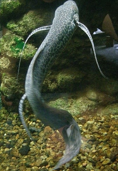 Marbled lungfish (Protopterus aethiopicus) https://en.wikipedia.org/wiki/Lungfish