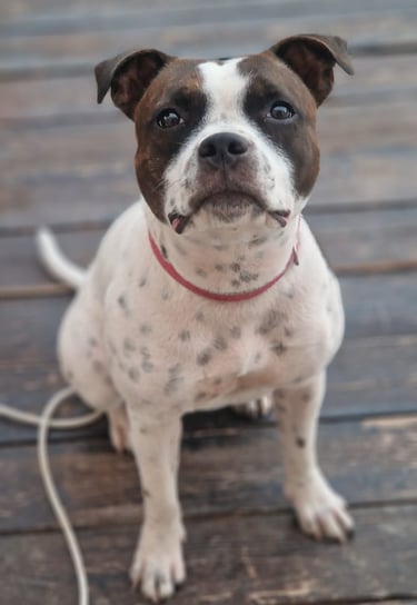 Staffy Femmina 8 Mesi bianca