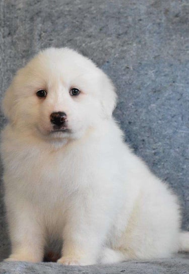Puppies for Sale 