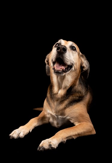 perro en sesión de fotos