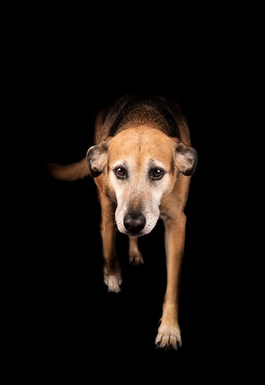 perro en foto estudio en bogota