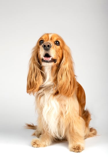 Fotografia de perro a domicilio en Bogota Coker