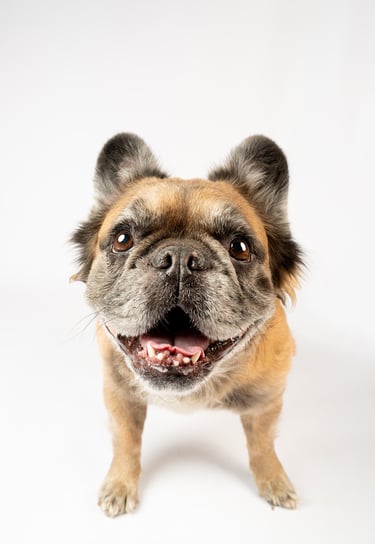 Fotografia de mascotas en bogota, foto estudio a Canela una bulldog francés fluffy hermosa