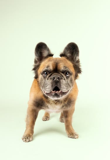 Fotografia de mascotas perros por pneuma en bogota Colombia a canela bulldog francés fluffy