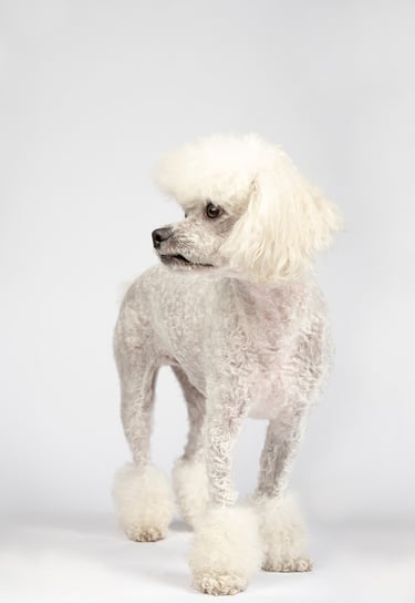 fotografia en estudio de perro
