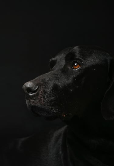 fotografia de mascota perruna en bogota