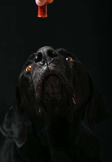 perro en foto estudio