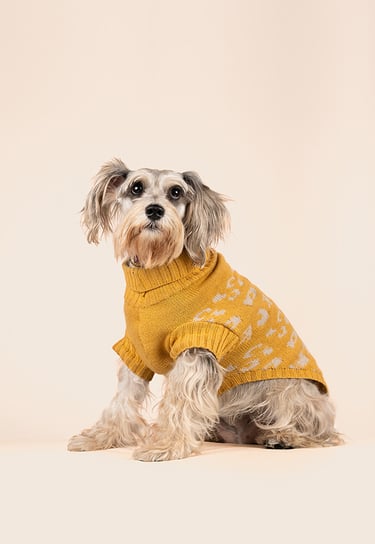 Fotografia a mascota perro en Bogota