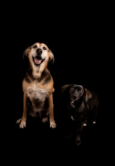 fotografia de mascotas en bogota