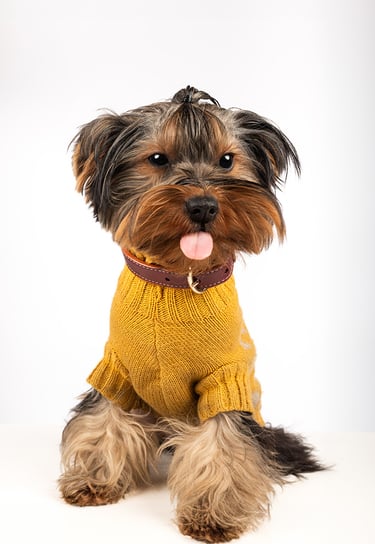 fotografia de perro en bogota