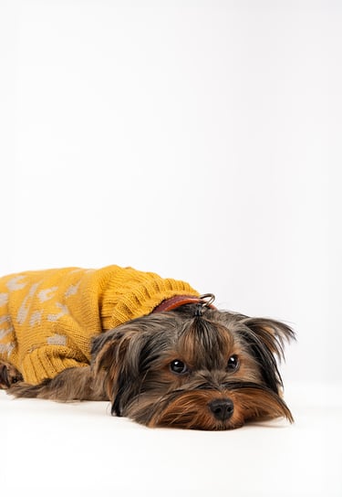 fotografia de animal en bogota