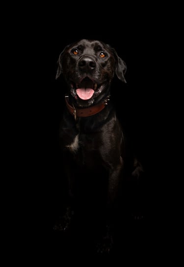 foto de mascota en estudio